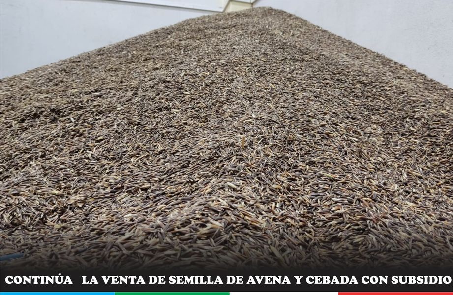 MUNICIPALIDAD DISTRITAL DE ORURILLO CONTINÚA LA VENTA DE SEMILLA DE AVENA Y CEBADA CON SUBSIDIO